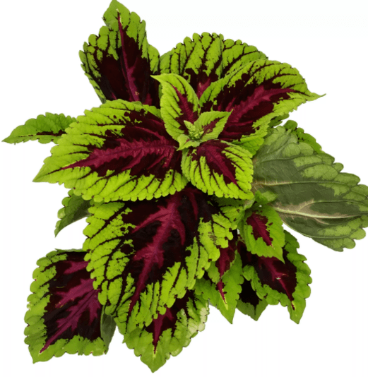 Coleus forskolei plant present in Matcha Slim provides relief from anxiety during weight loss
